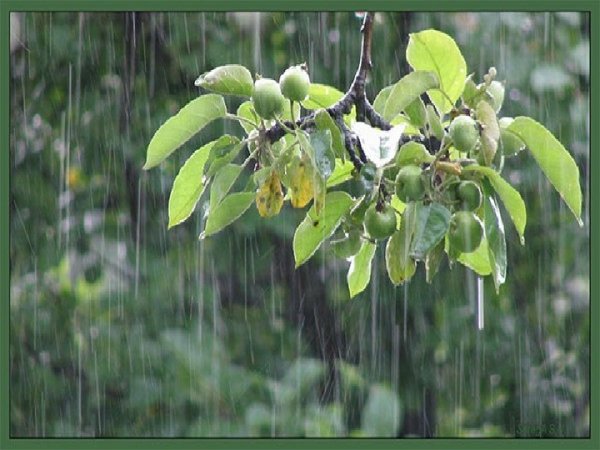 Весенний дождь Фет