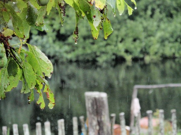 Первый лист.весенний дождь