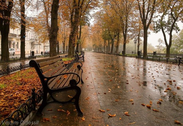 Осенний дождь в городе
