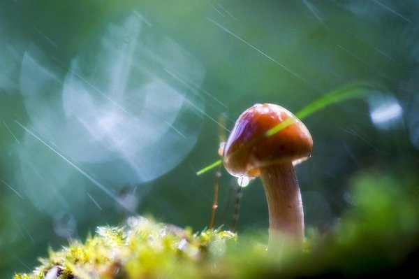 Красивые гриб под дождем