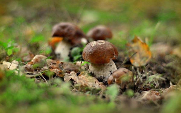 Обои на рабочий стол осень грибы