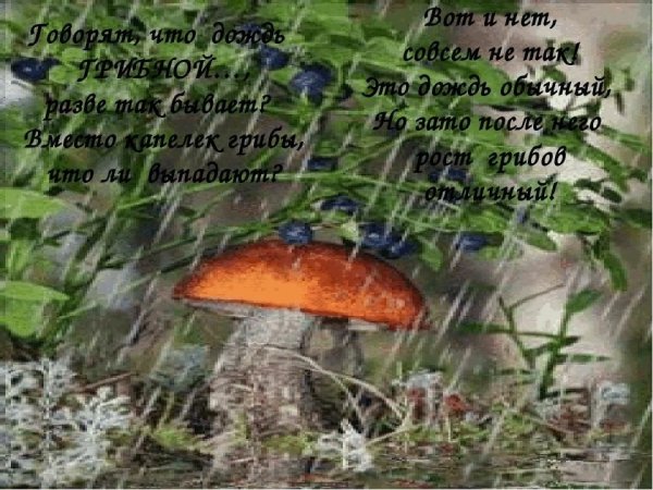 День грибного дождя