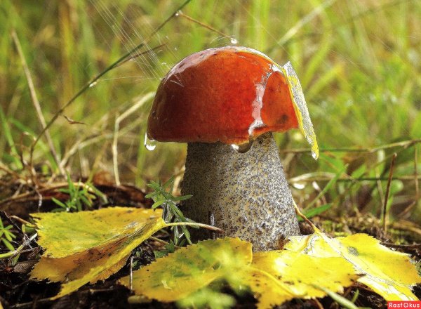 Осень грибы