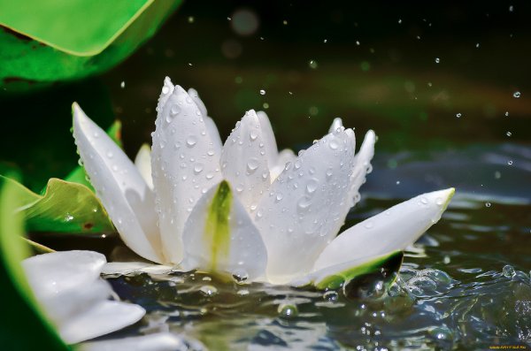 Капли воды на лотосе