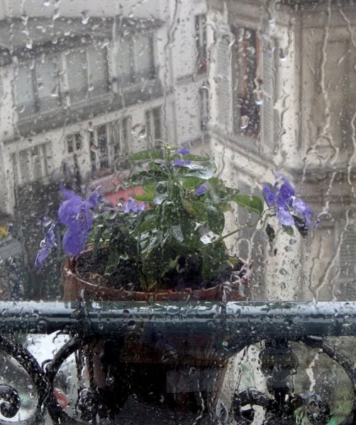 Дождь за окном