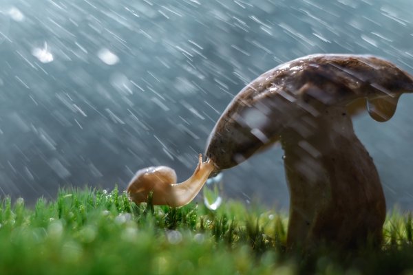 Улитка на грибе дождь