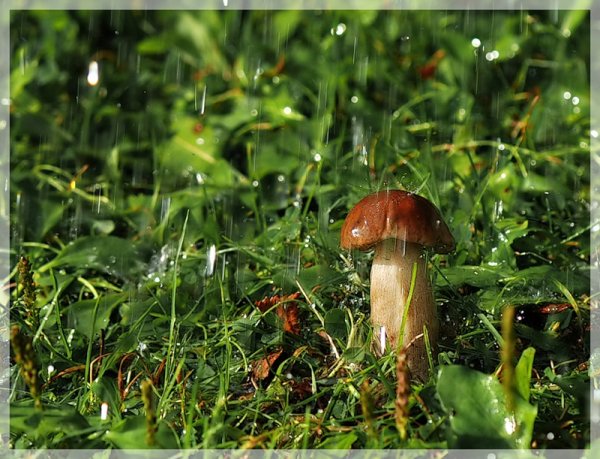 Грибной дождь