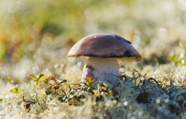 Грибы дождь