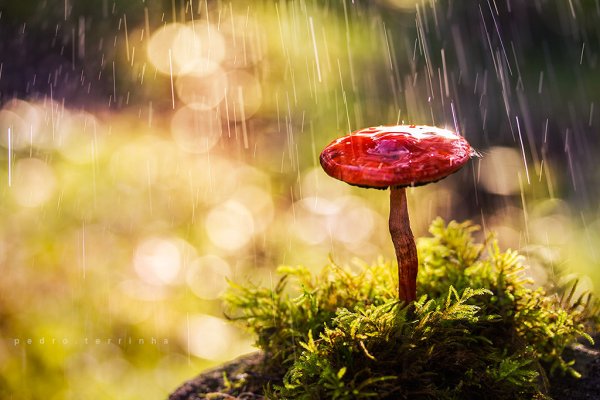 Грибной дождь