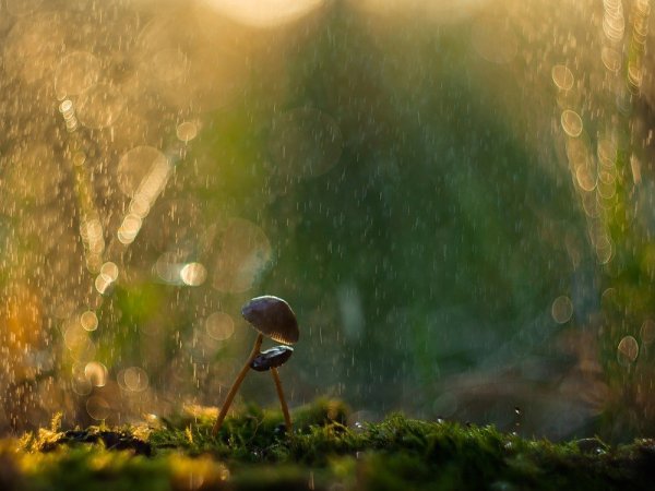 Дождь в лесу