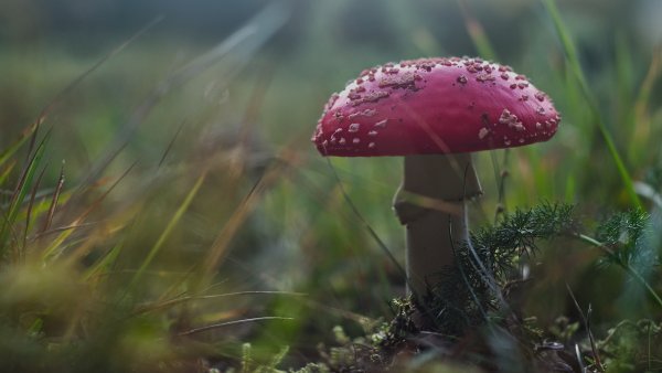 Мухомор пантерный