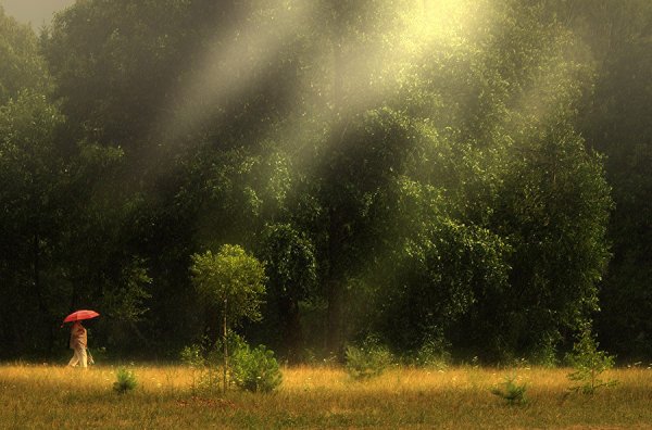 Грибной дождик