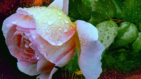 Розы в каплях дождя