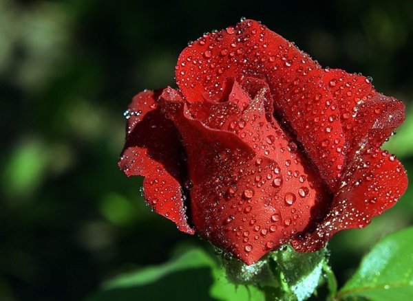 Розы с каплями дождя