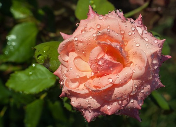 Роза с капельками росы