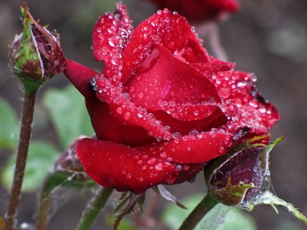 Розы в каплях дождя