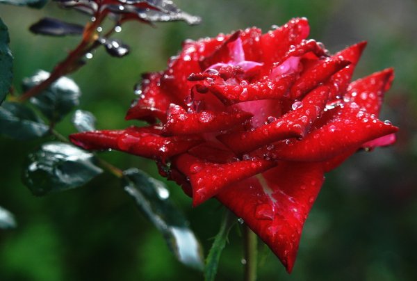 Красивые розы с капельками росы