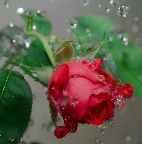 Розы в каплях дождя