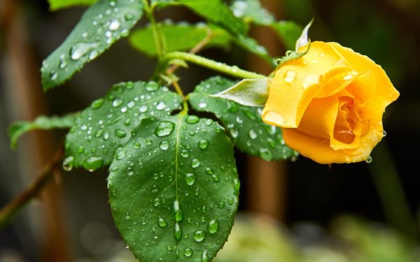 Желтая роза под дождем