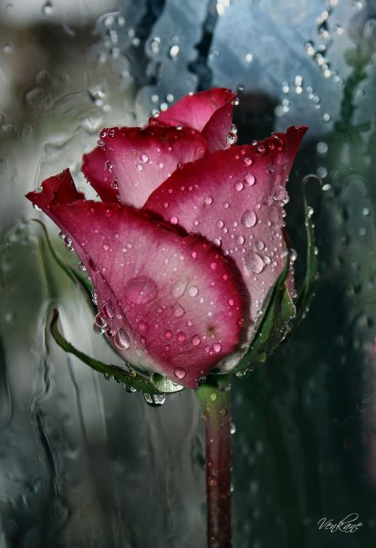 Розы в капельках воды
