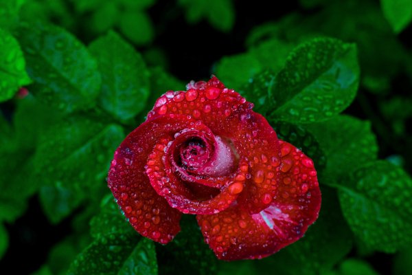 Красивые цветы в росе