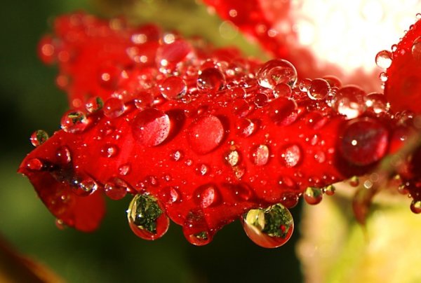 Роса на цветах