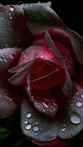 Роза капелька