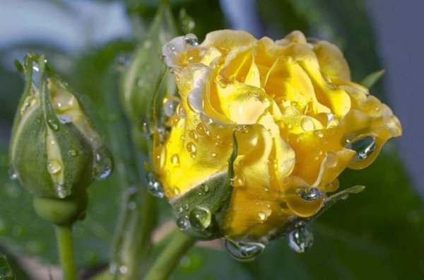 Роза Голд Микадо