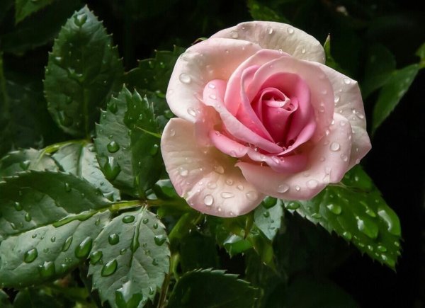 Роза в росе