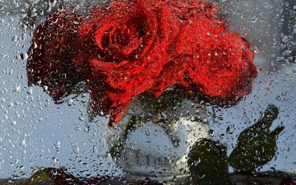 Розы под дождем