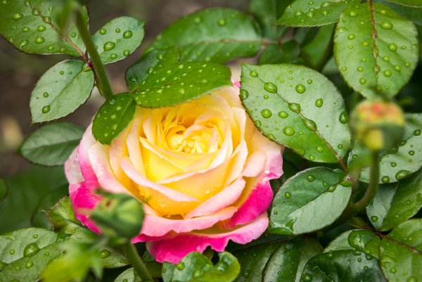 Роза желто розовая