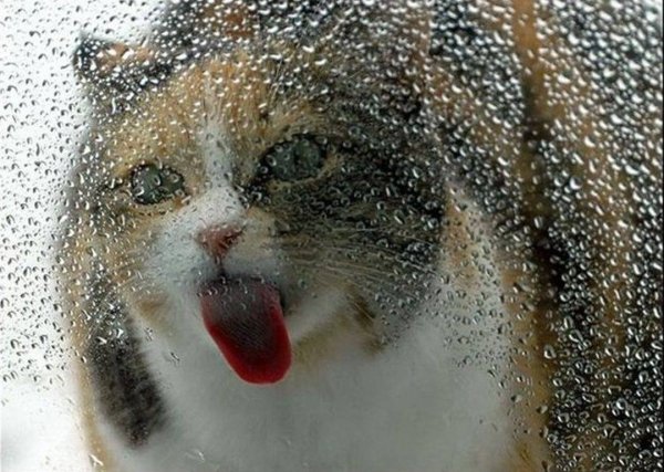 Котик облизывает стекло