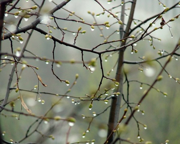 Дождь весной