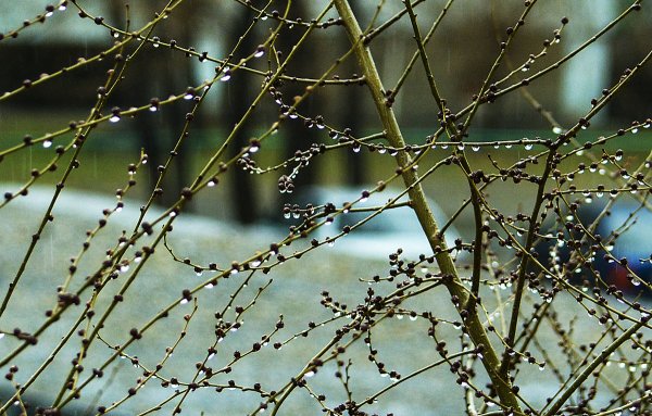 Дождь весной