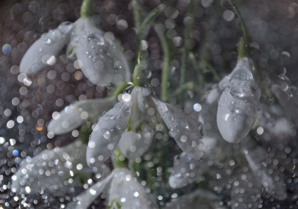 Весна капель