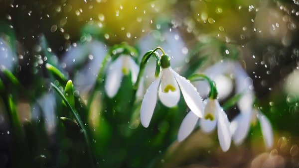 Весна подснежники