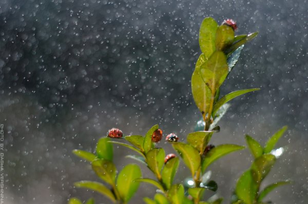 Весна дождь природа