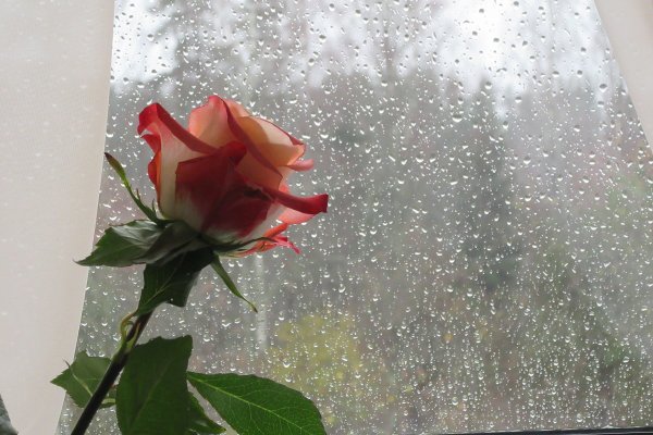 Цветы на дождливом окне