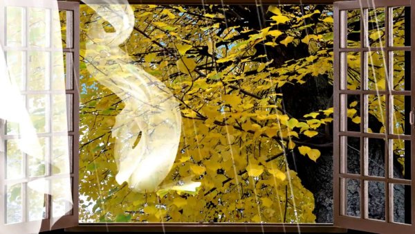 Осенний дождь на окне