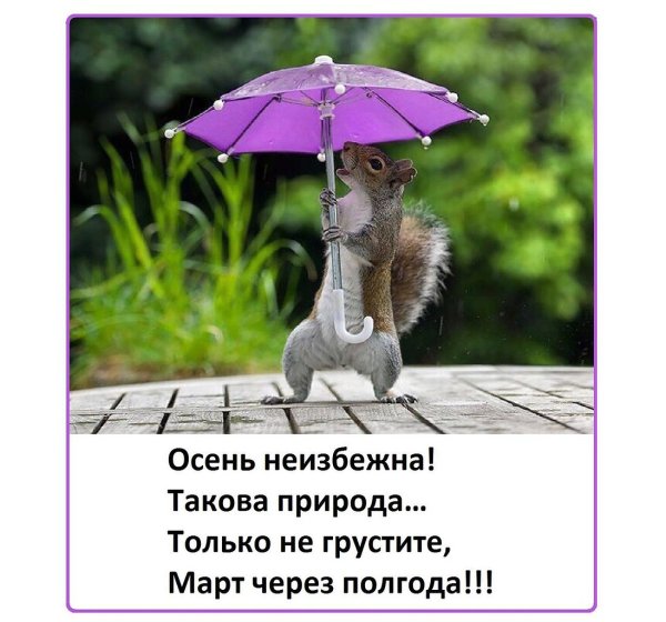 Открытка в дождливую погоду для поднятия настроения