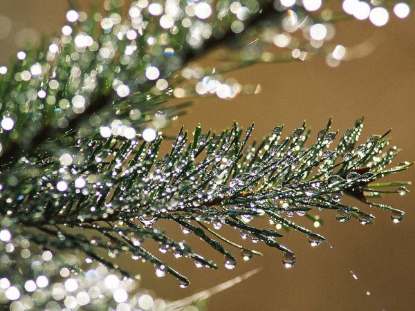 Веточки на елку блестящие