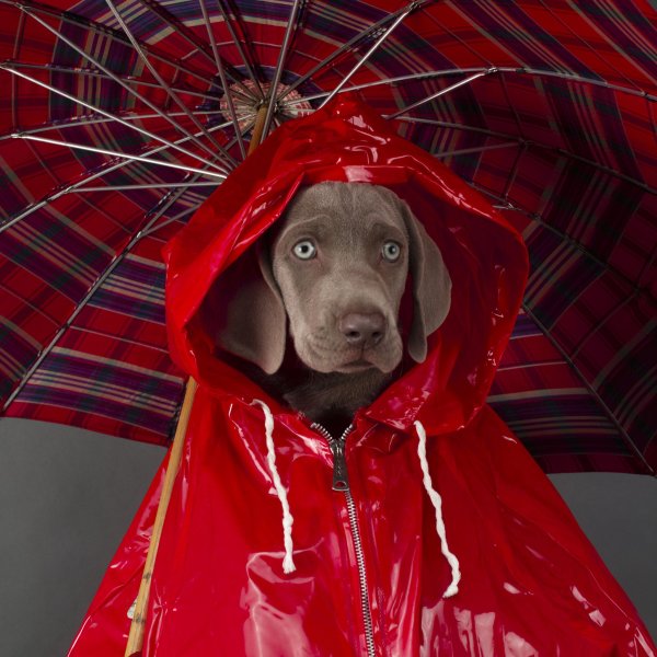 Дождевик для собаки.