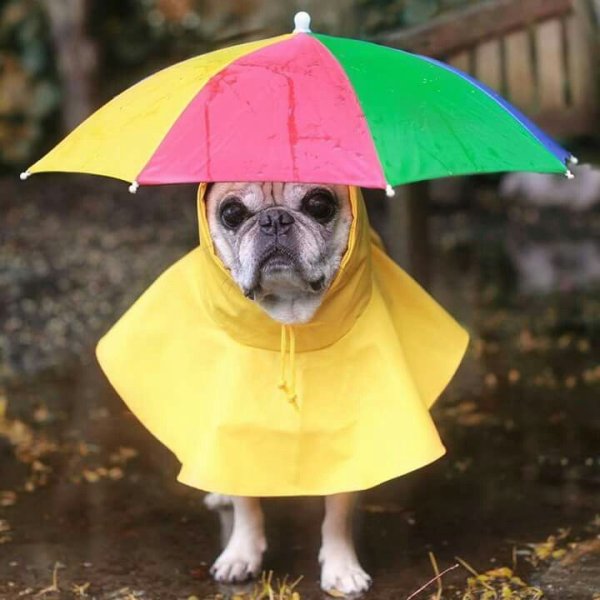 Зонтик для собак