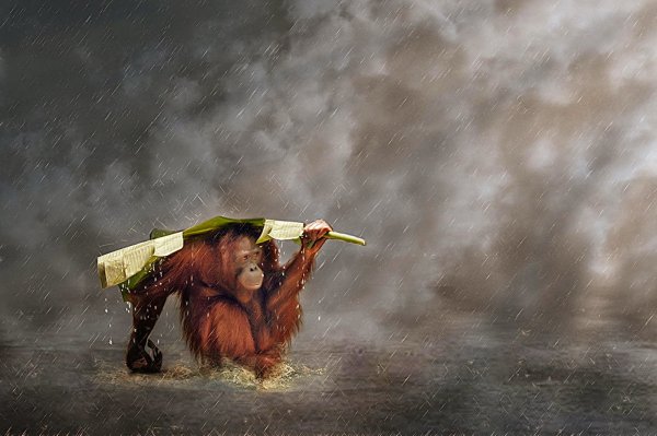 Мартышка под дождем