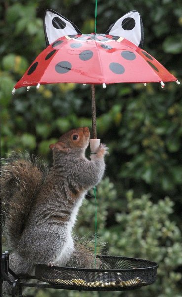 Животные с зонтиком