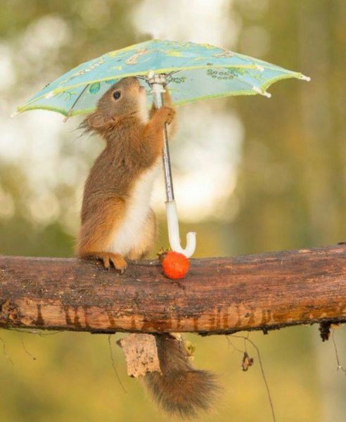 Животные под зонтиком