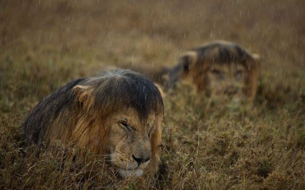 Львы в дикой природе