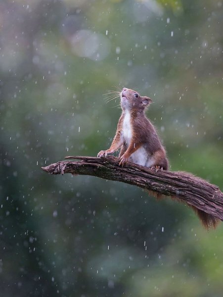 Дождь животные