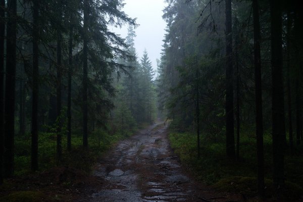 Карелия Петрозаводск лес