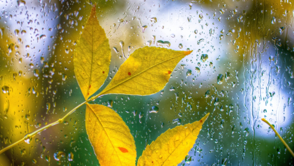 Дождливая осень картинки